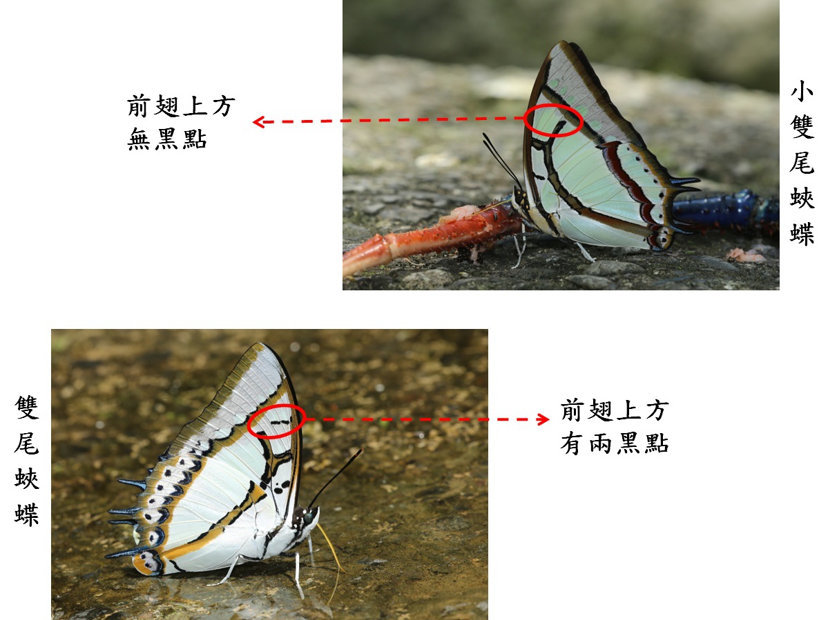 compare_雙尾蛺蝶.jpg
