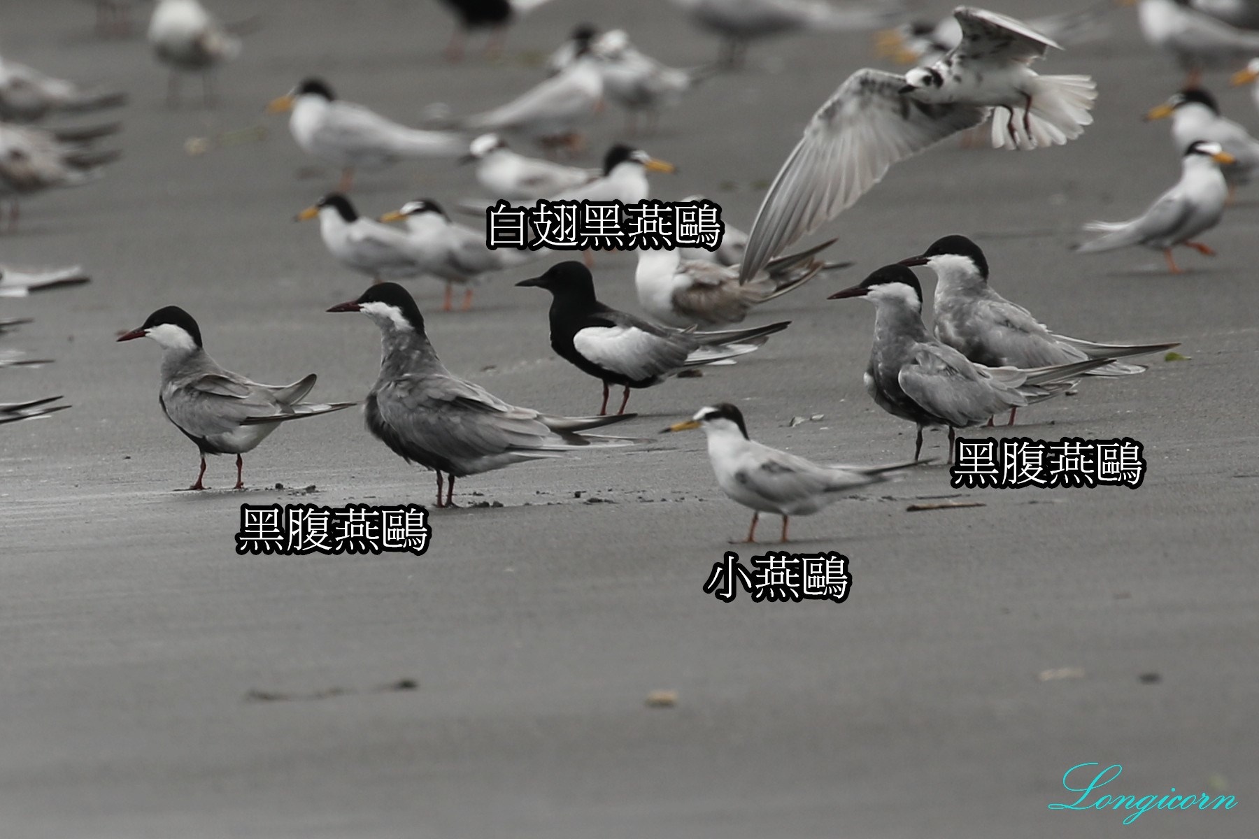 燕鷗比較2.jpg