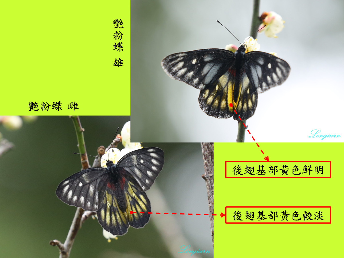 compare_艷粉蝶.jpg