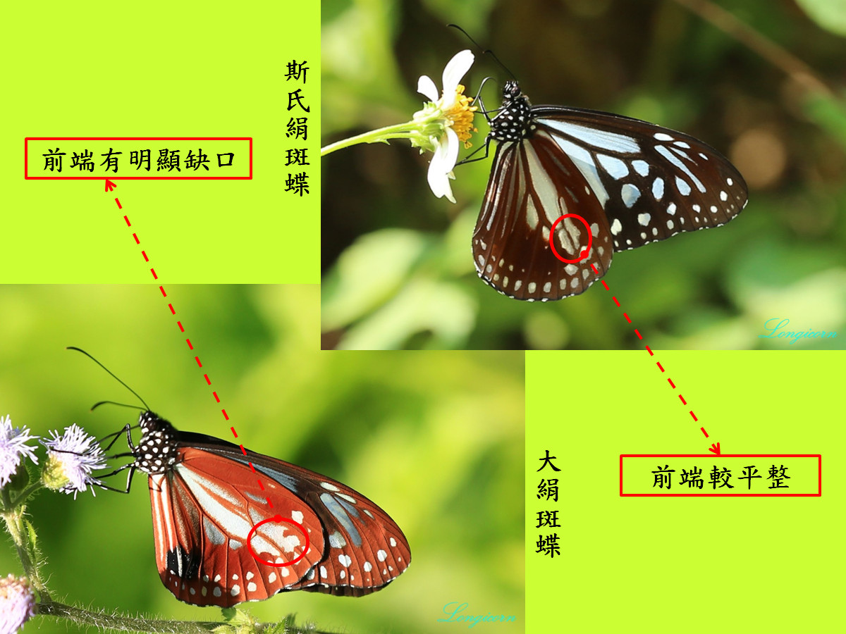 青斑蝶比較圖6.jpg