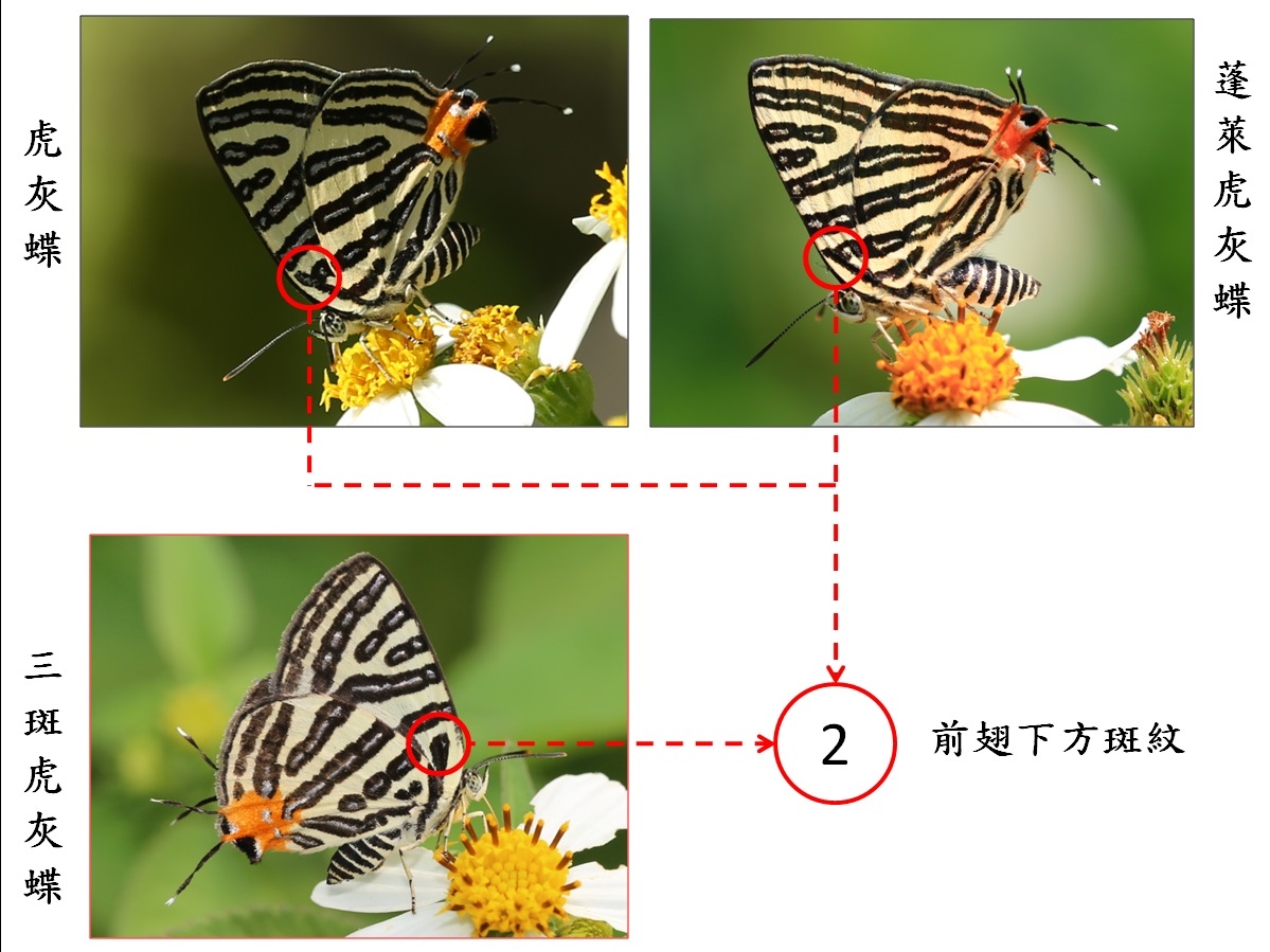 虎灰蝶compare_2.jpg