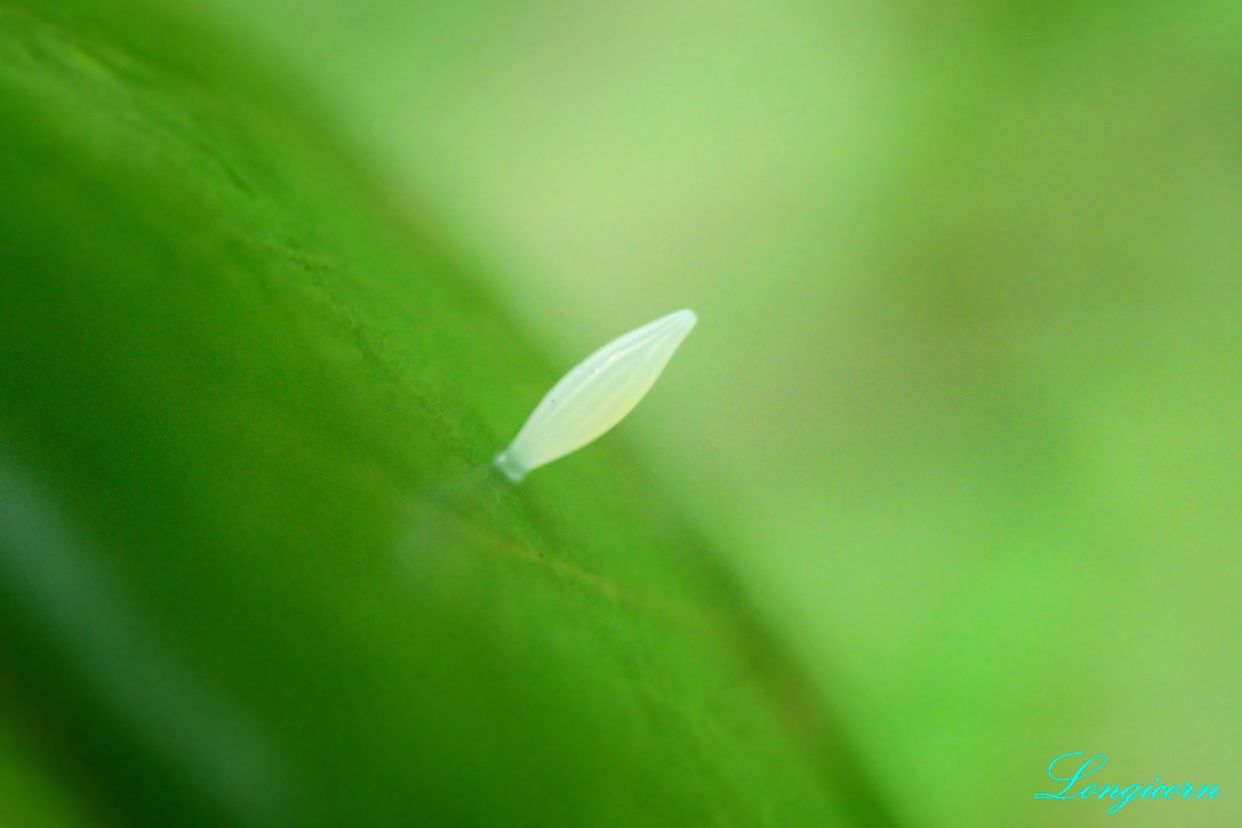 細波遷粉蝶_卵.JPG 細波遷粉蝶_卵.JPG