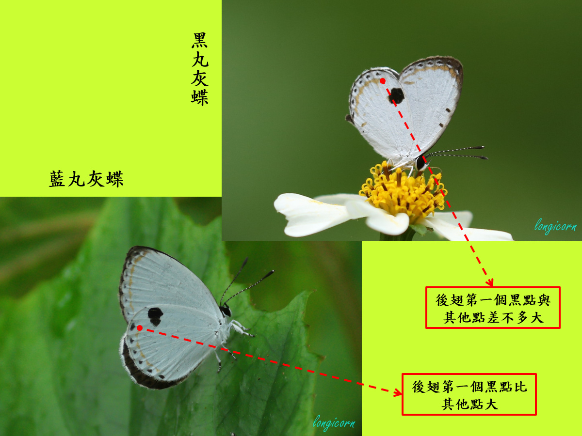 藍丸黑丸_比較圖3.jpg