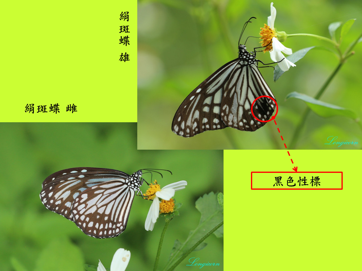 青斑蝶比較圖7.jpg