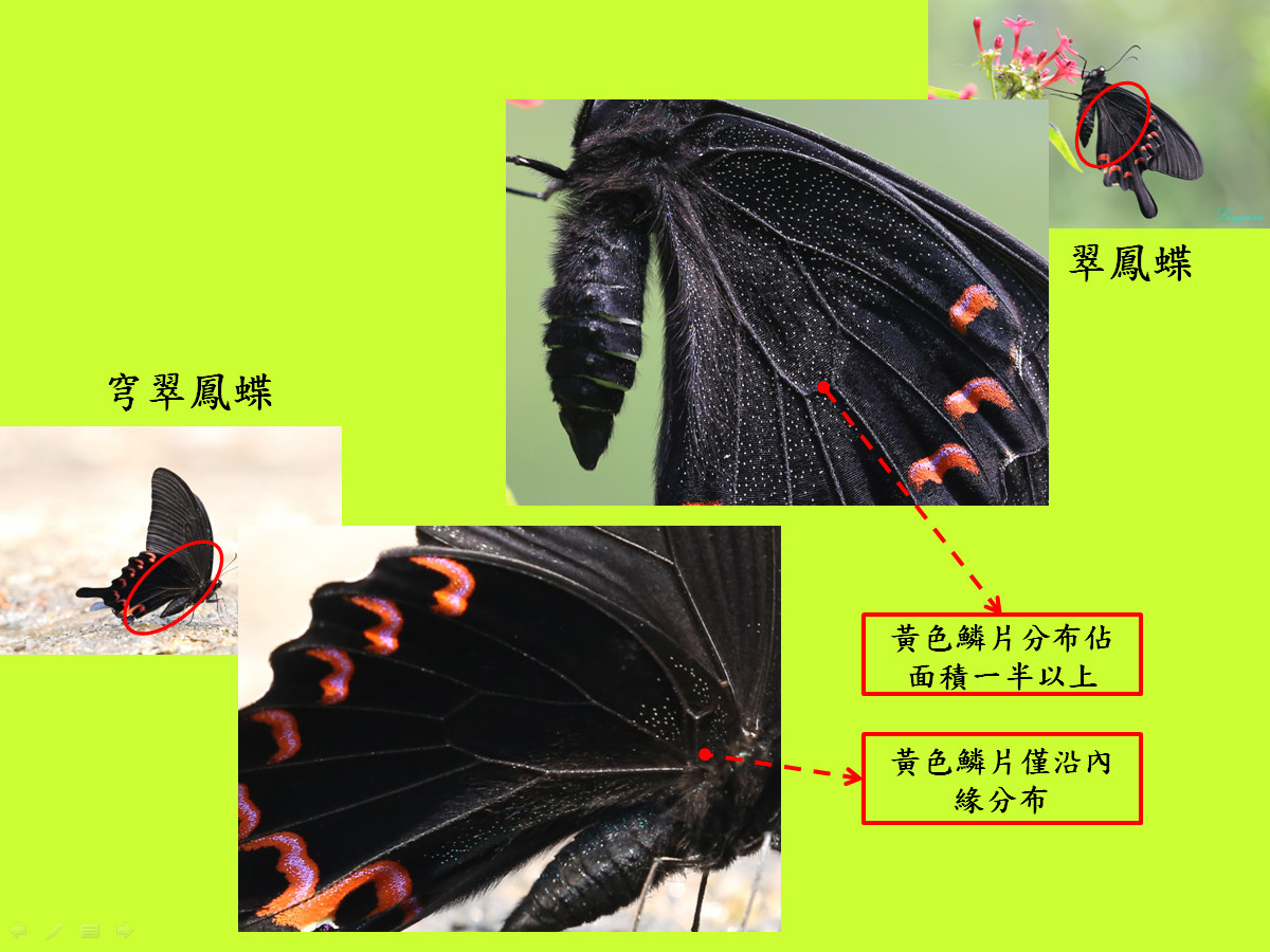 翠鳳蝶比較圖2.jpg