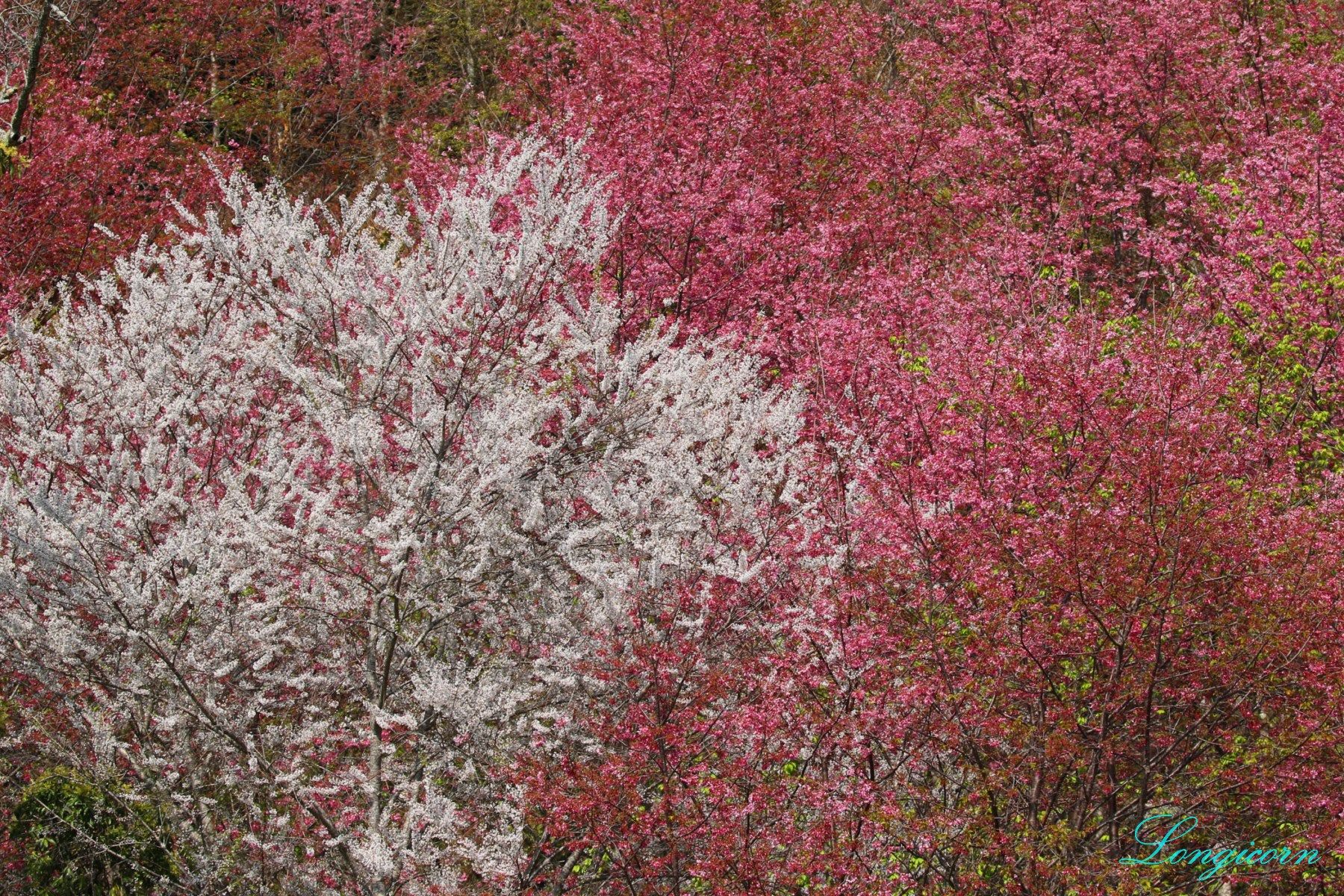 櫻花2.JPG