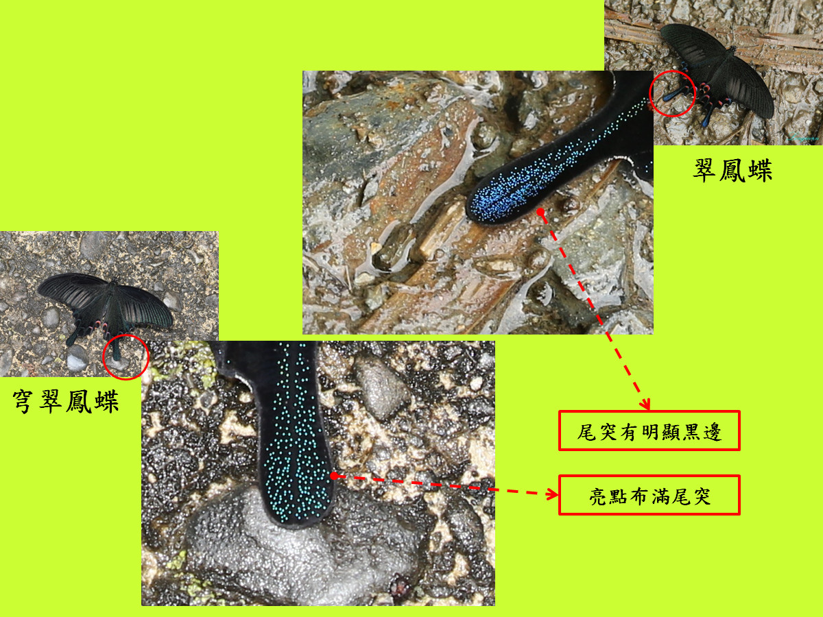 翠鳳蝶比較圖1.jpg
