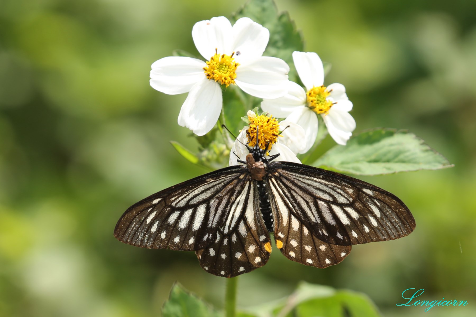 黃星斑鳳蝶.JPG