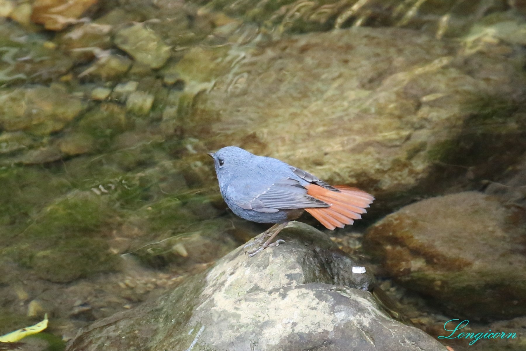 鉛色水鶇_雄.JPG 鉛色水鶇_雄.JPG