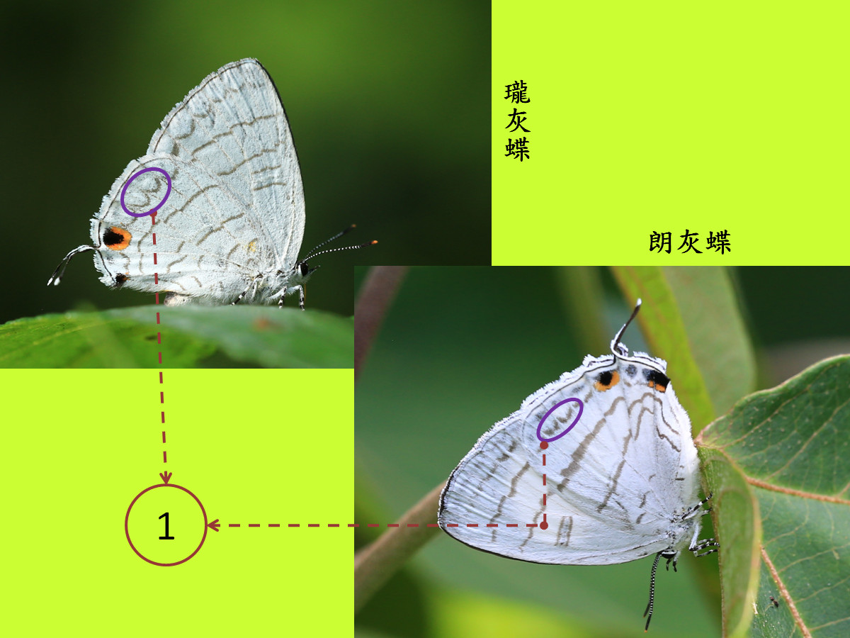 compare_瓏與朗小灰.jpg