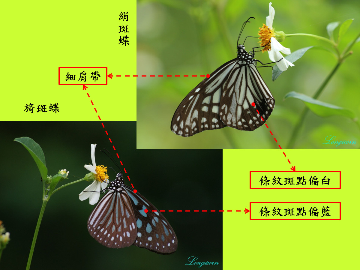 青斑蝶比較圖1.jpg