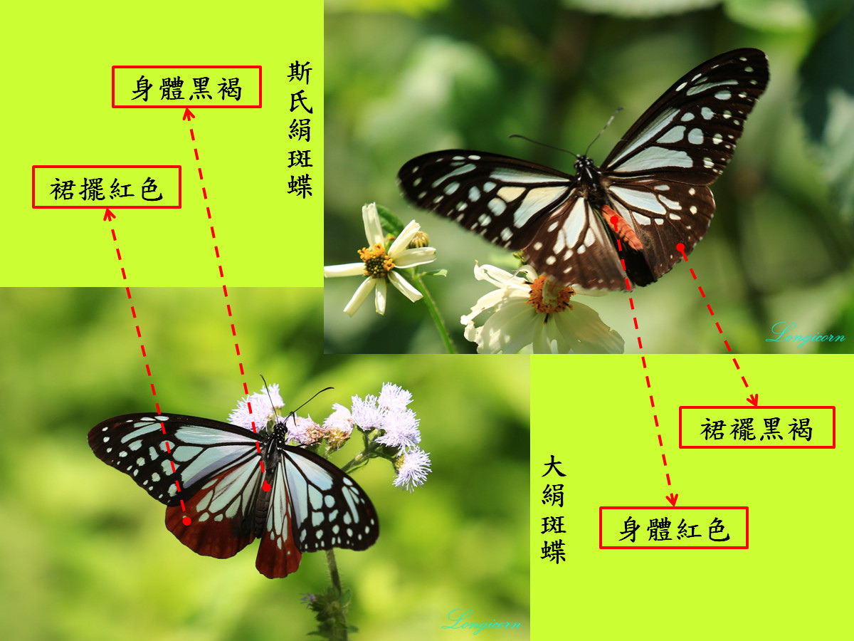 青斑蝶比較圖5.jpg