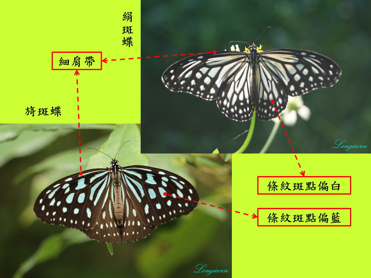 青斑蝶比較圖2.jpg