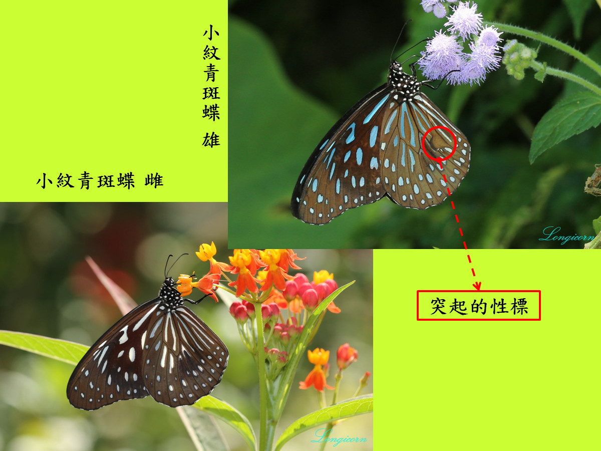 青斑蝶比較圖8.jpg