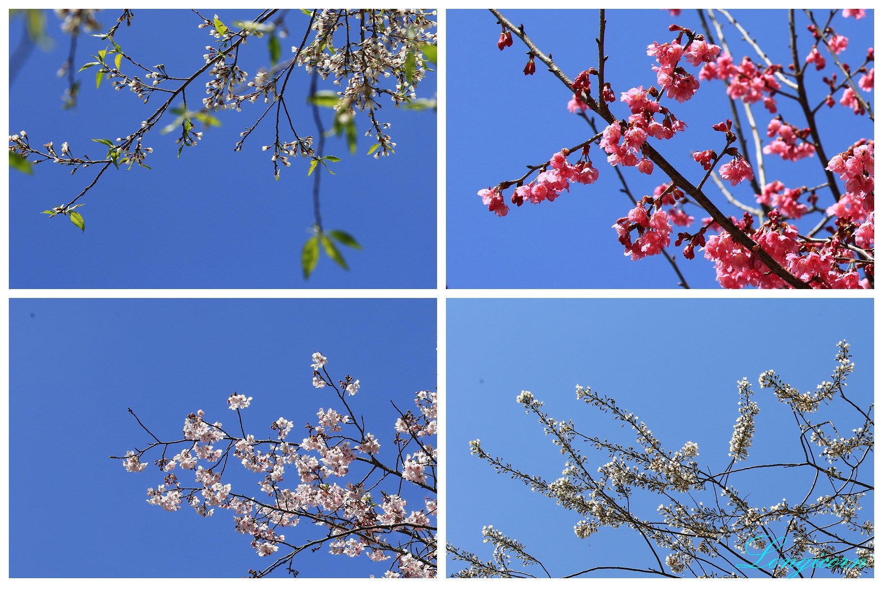 櫻花_縮圖.jpg