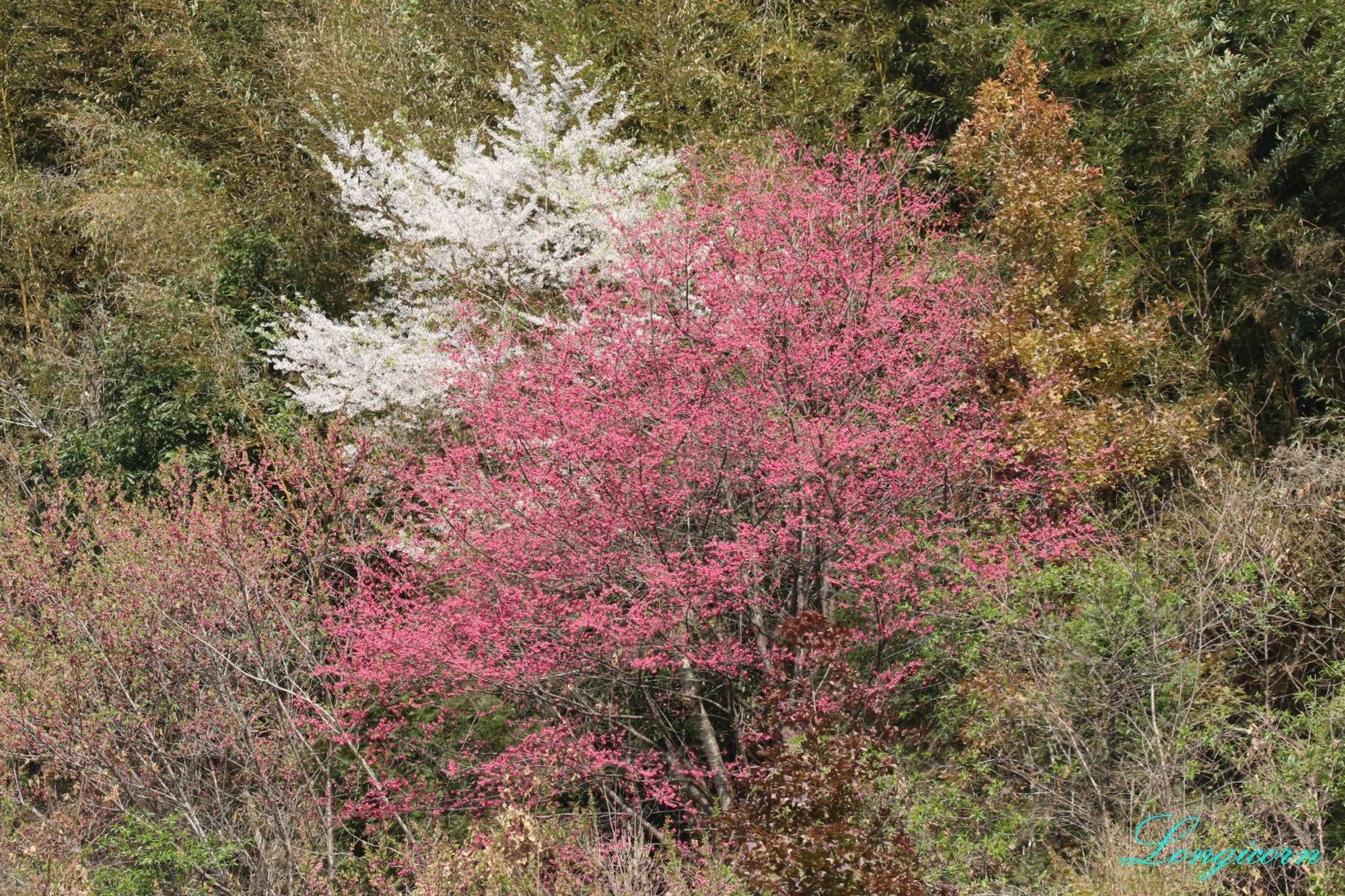 櫻花.JPG