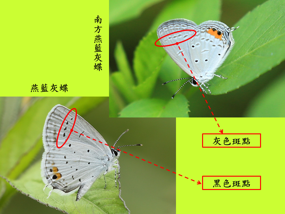 燕藍灰蝶_比較圖2.jpg