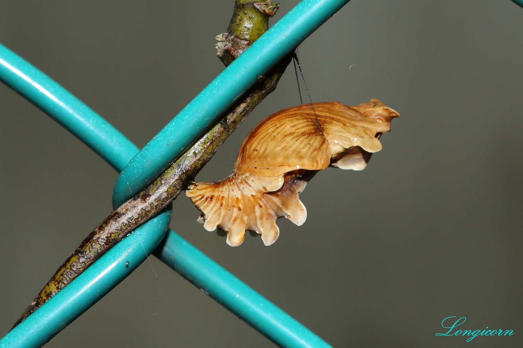 紅珠鳳蝶_蛹.JPG