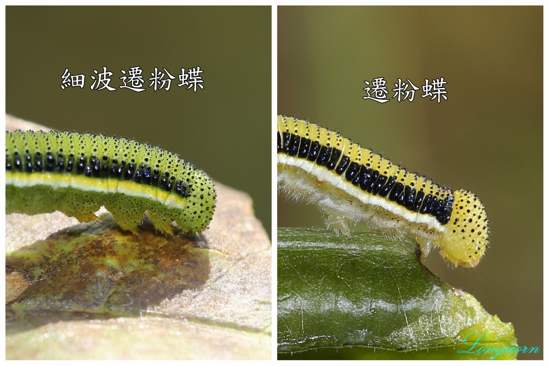 遷粉蝶比較.jpg 遷粉蝶比較.jpg