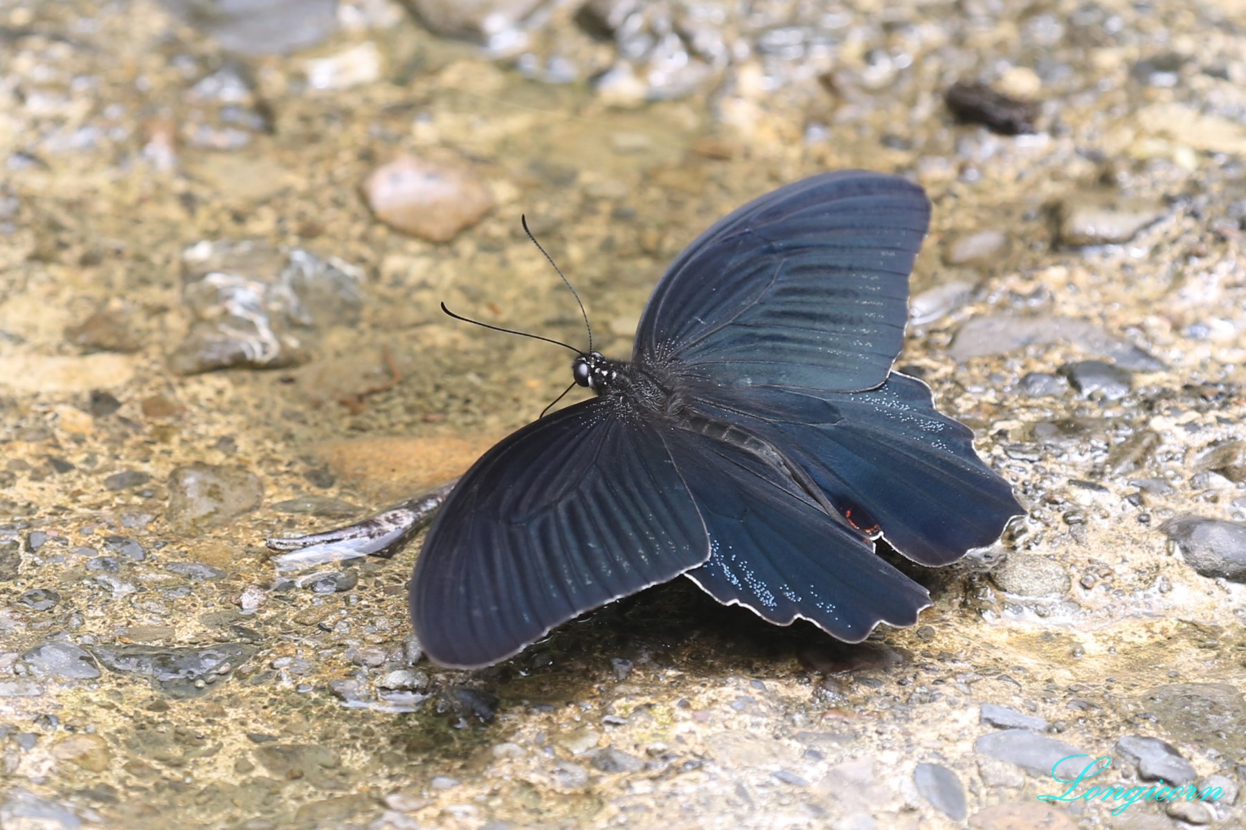黑鳳蝶.JPG