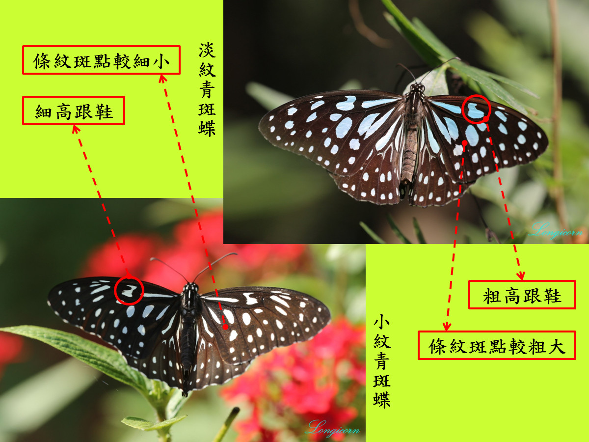 青斑蝶比較圖4.jpg