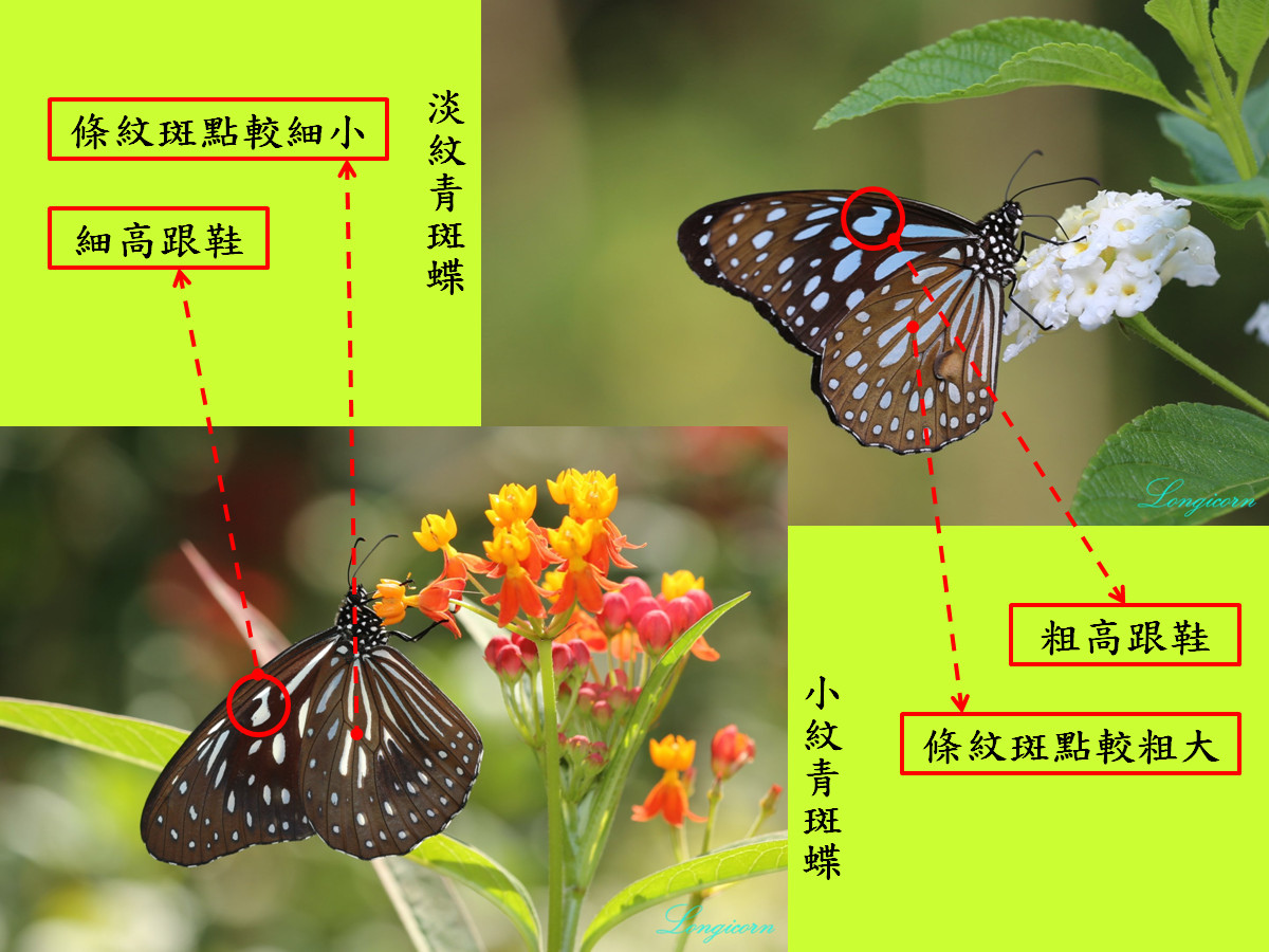 青斑蝶比較圖3.jpg