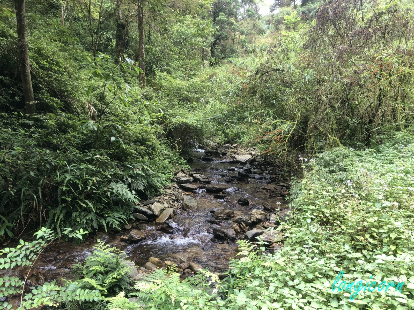 阿玉林道2.JPEG