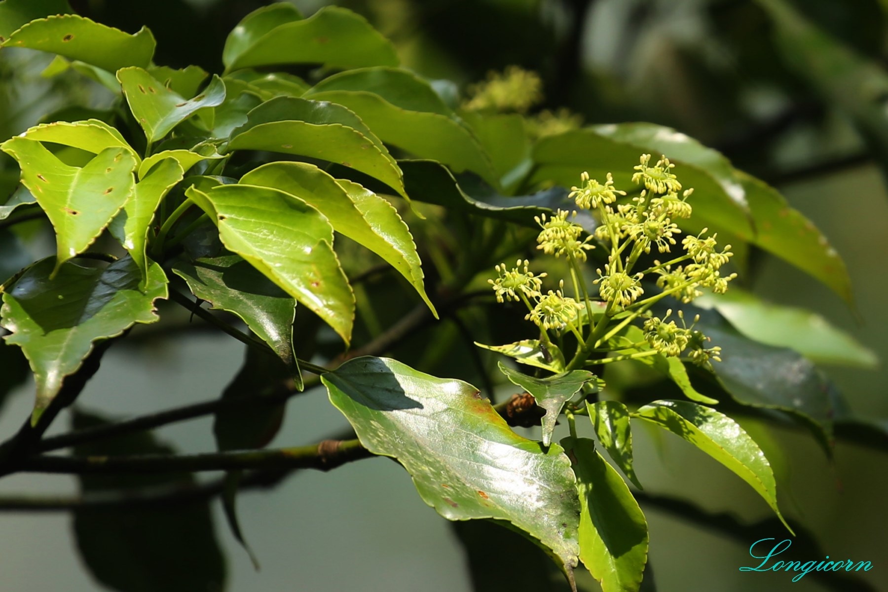 昆蘭樹開花.JPG