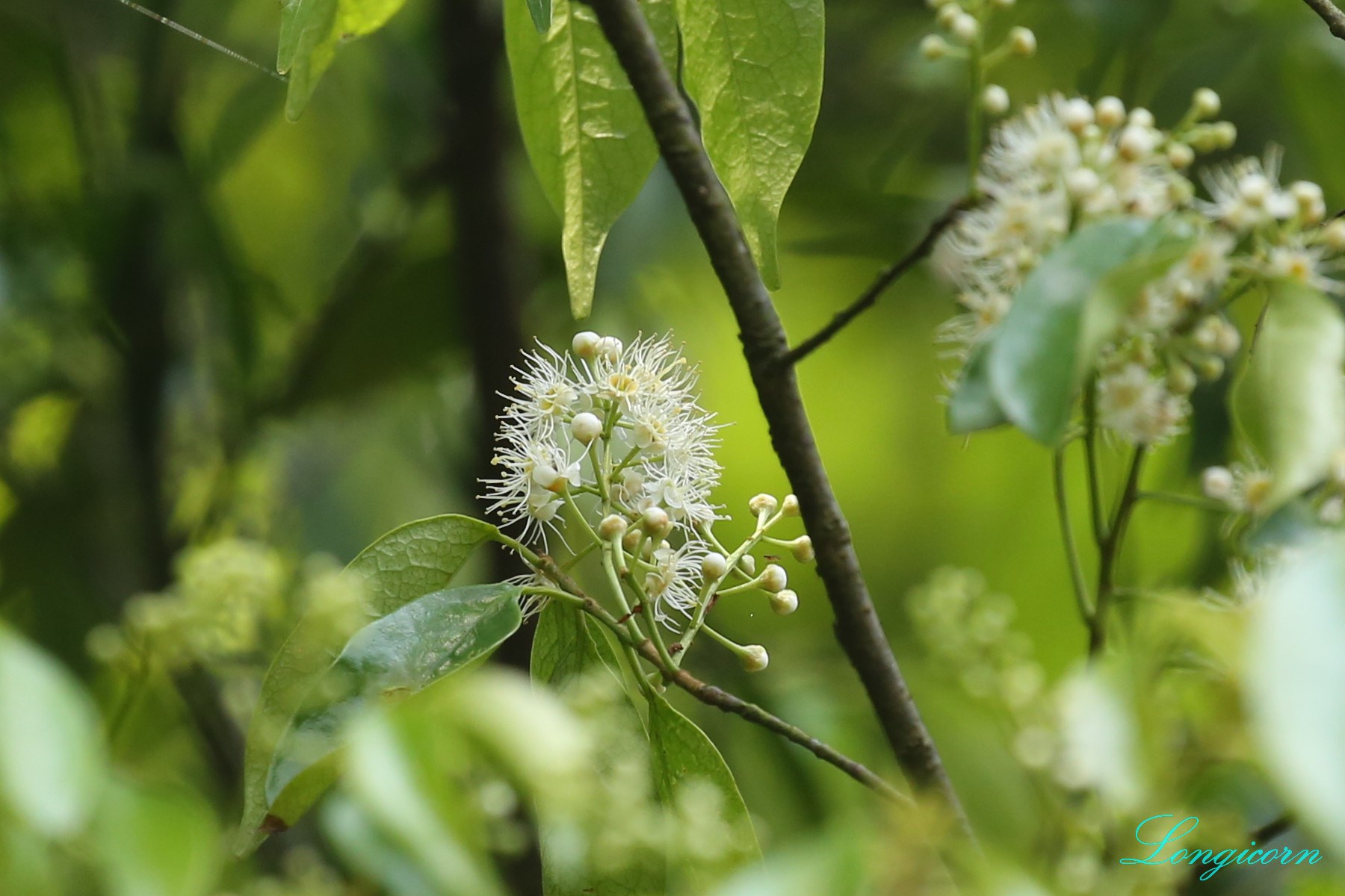 墨點櫻桃開花.JPG