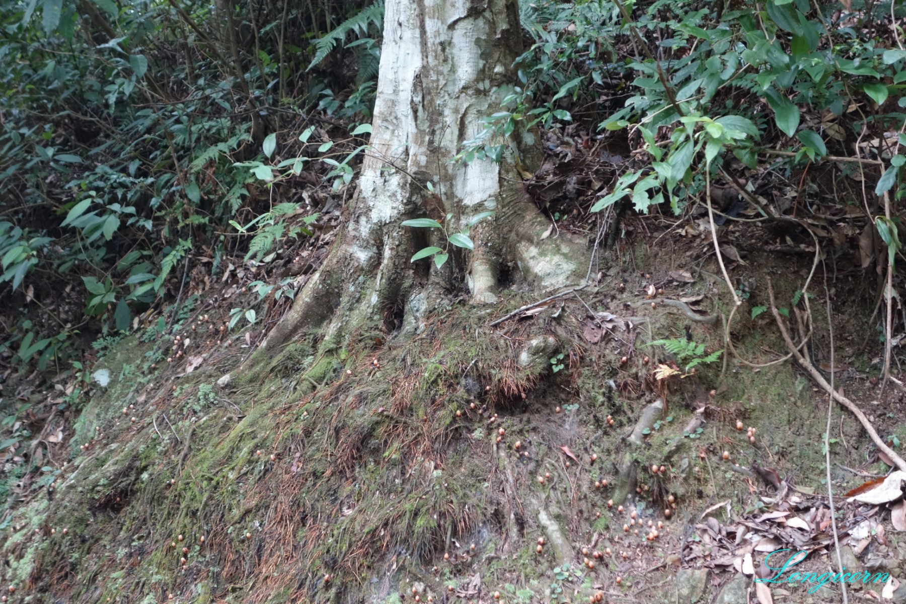 DSC06050.JPG