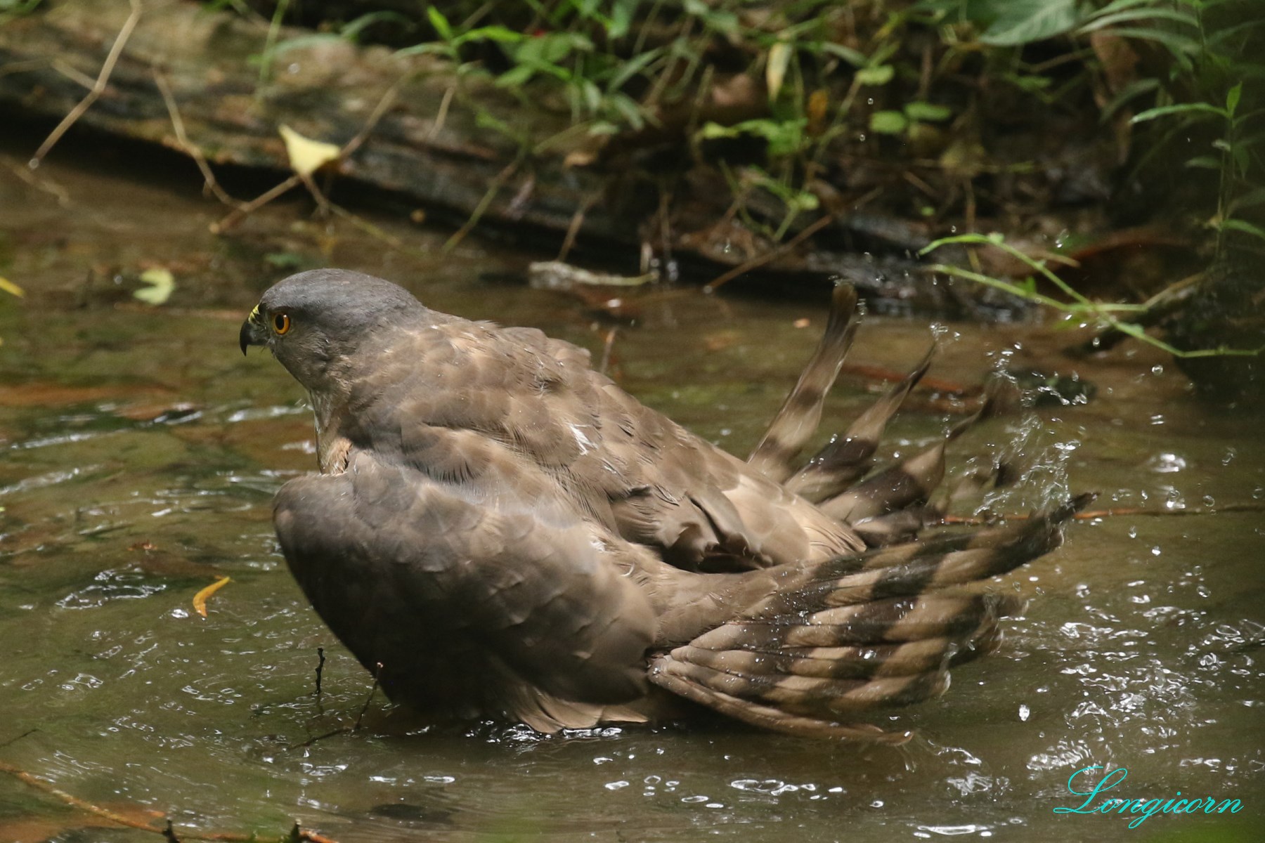 松雀鷹洗澡1.JPG