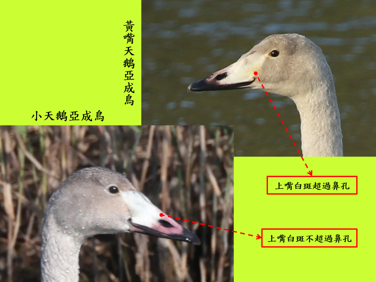 大小天鵝幼鳥比較.jpg 大小天鵝幼鳥比較.jpg