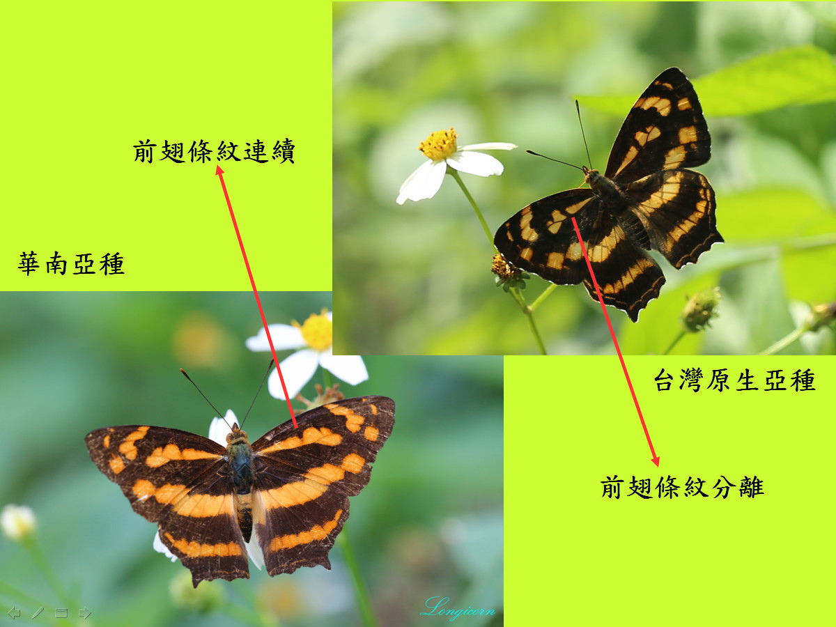 黃三線蝶_比較.jpg