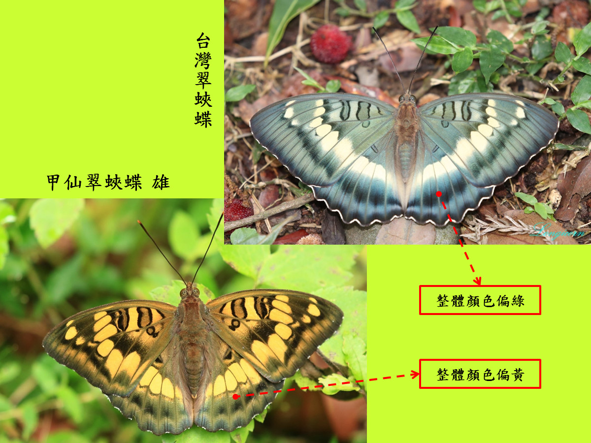 翠蛺蝶比較圖3.jpg