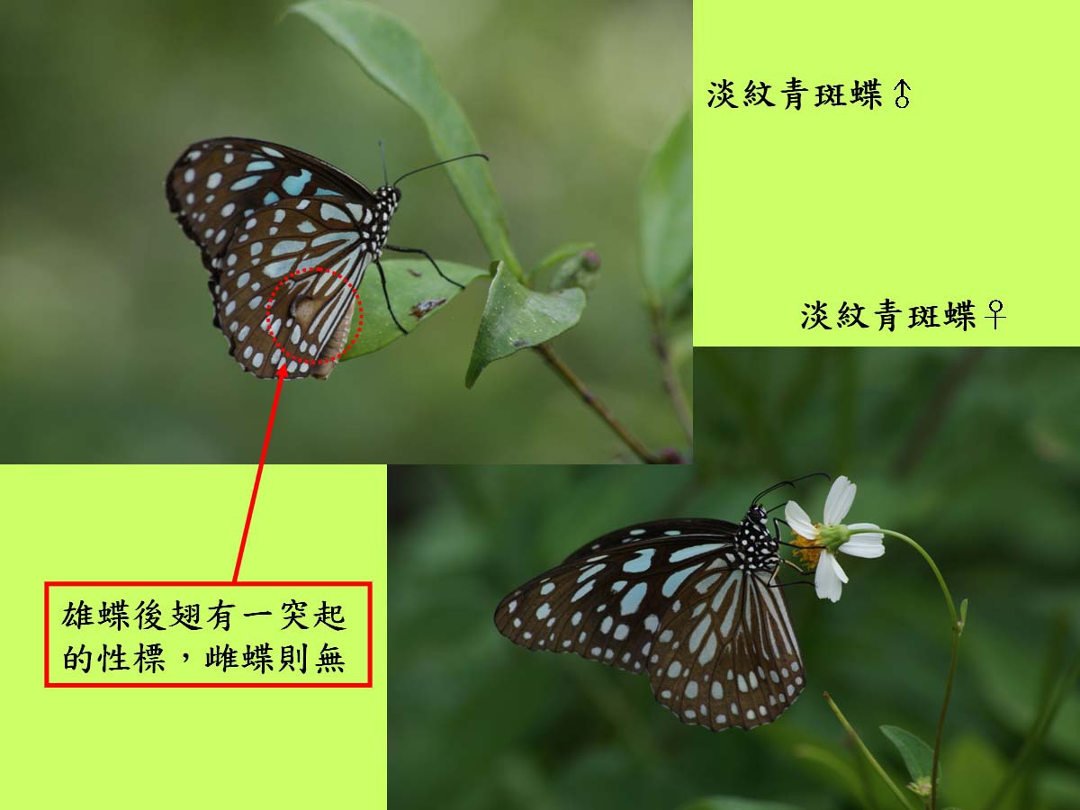 淡紋青斑蝶_雌雄.jpg 淡紋青斑蝶_雌雄.jpg