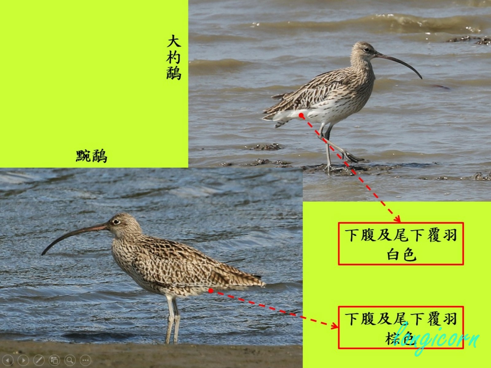 compare_大杓鷸1.jpg compare_大杓鷸1.jpg