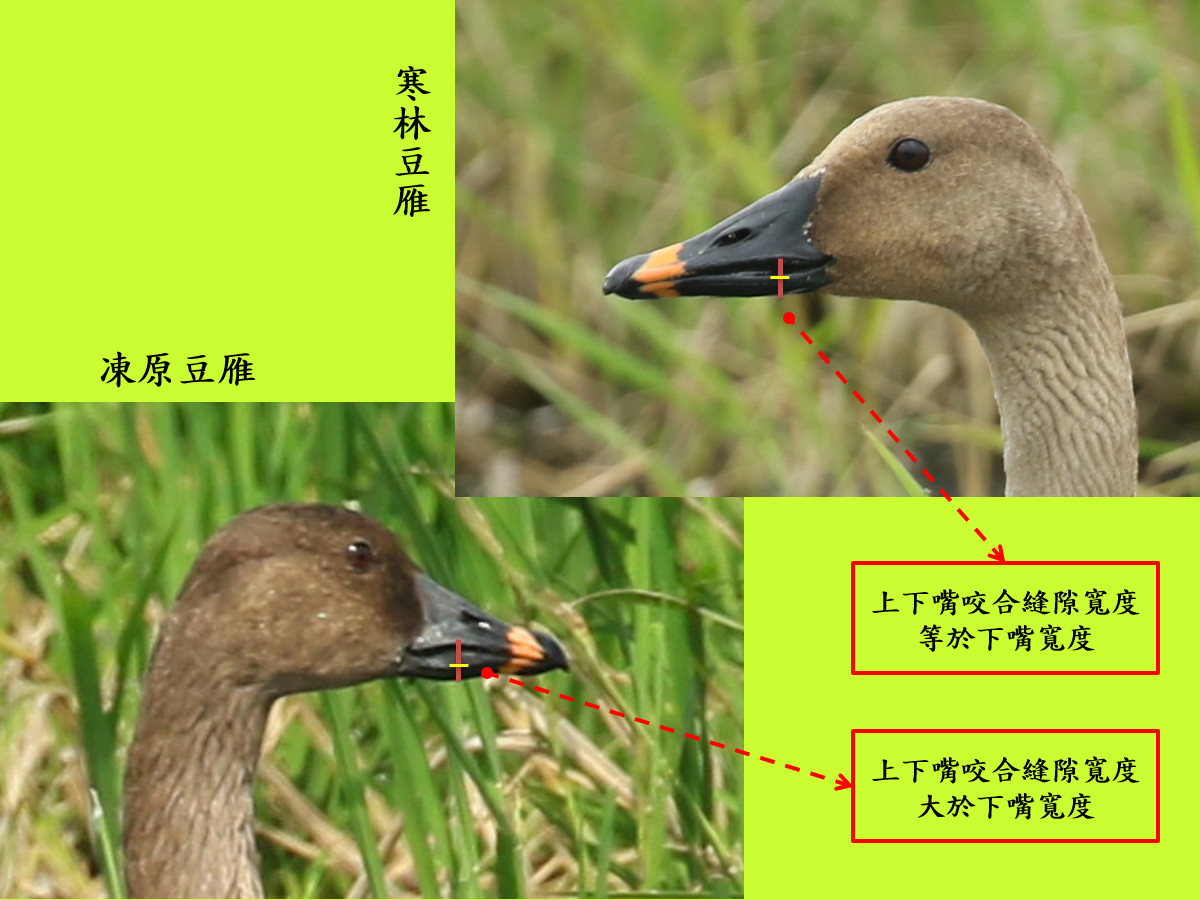 compare_豆雁1.jpg