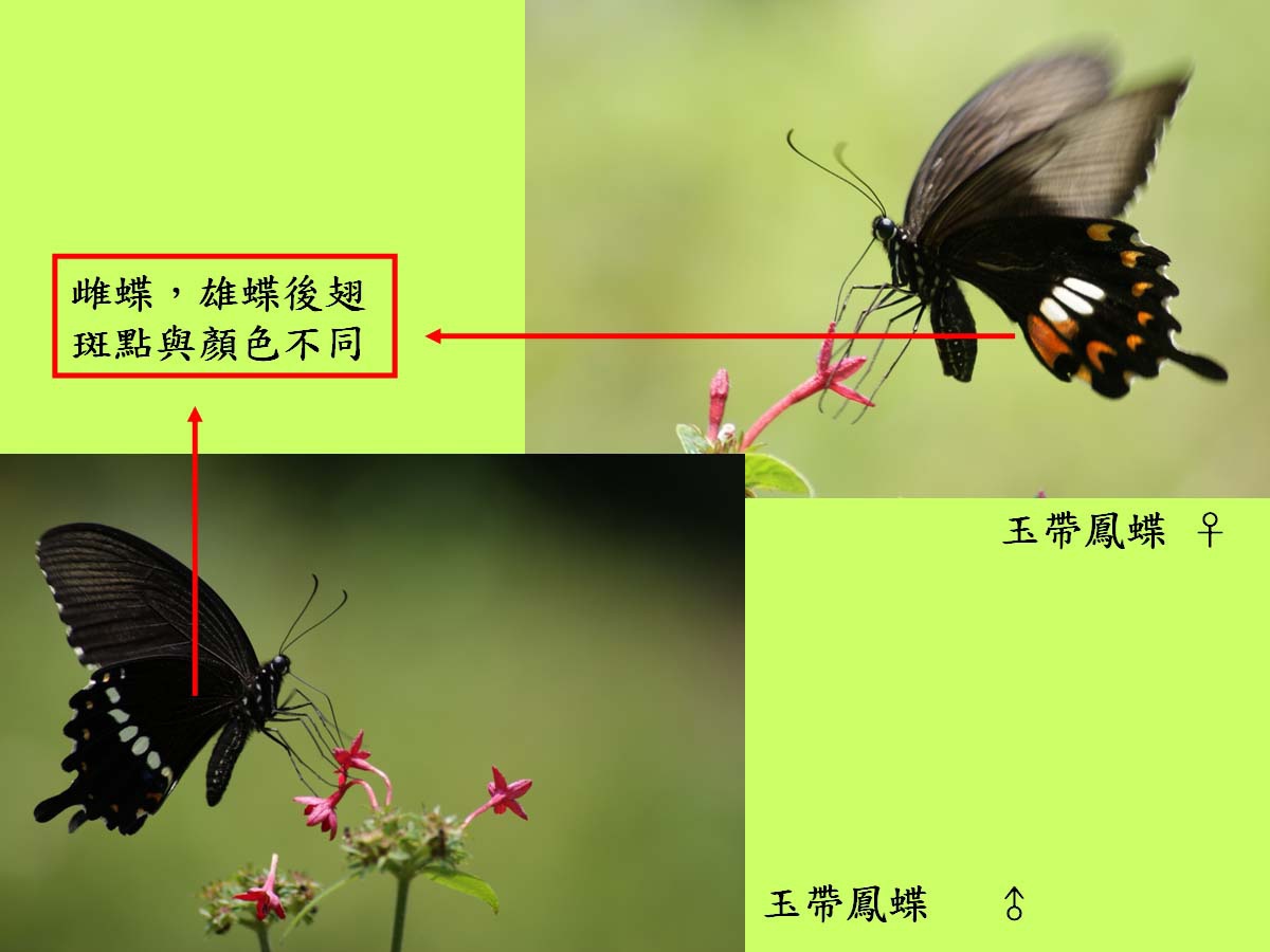 玉帶鳳蝶_雌雄.jpg 玉帶鳳蝶_雌雄.jpg