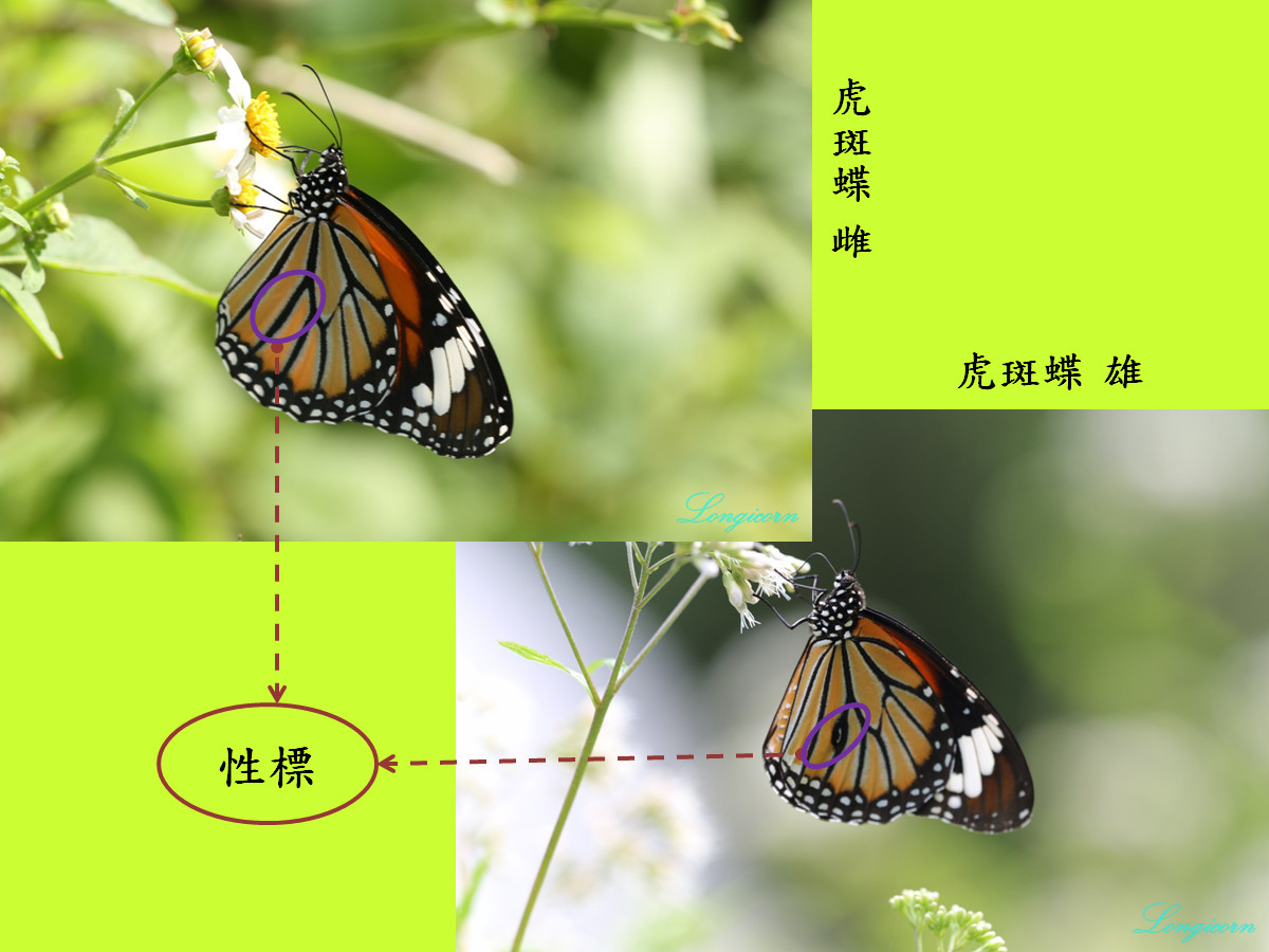 compare_虎斑蝶_雌雄.jpg