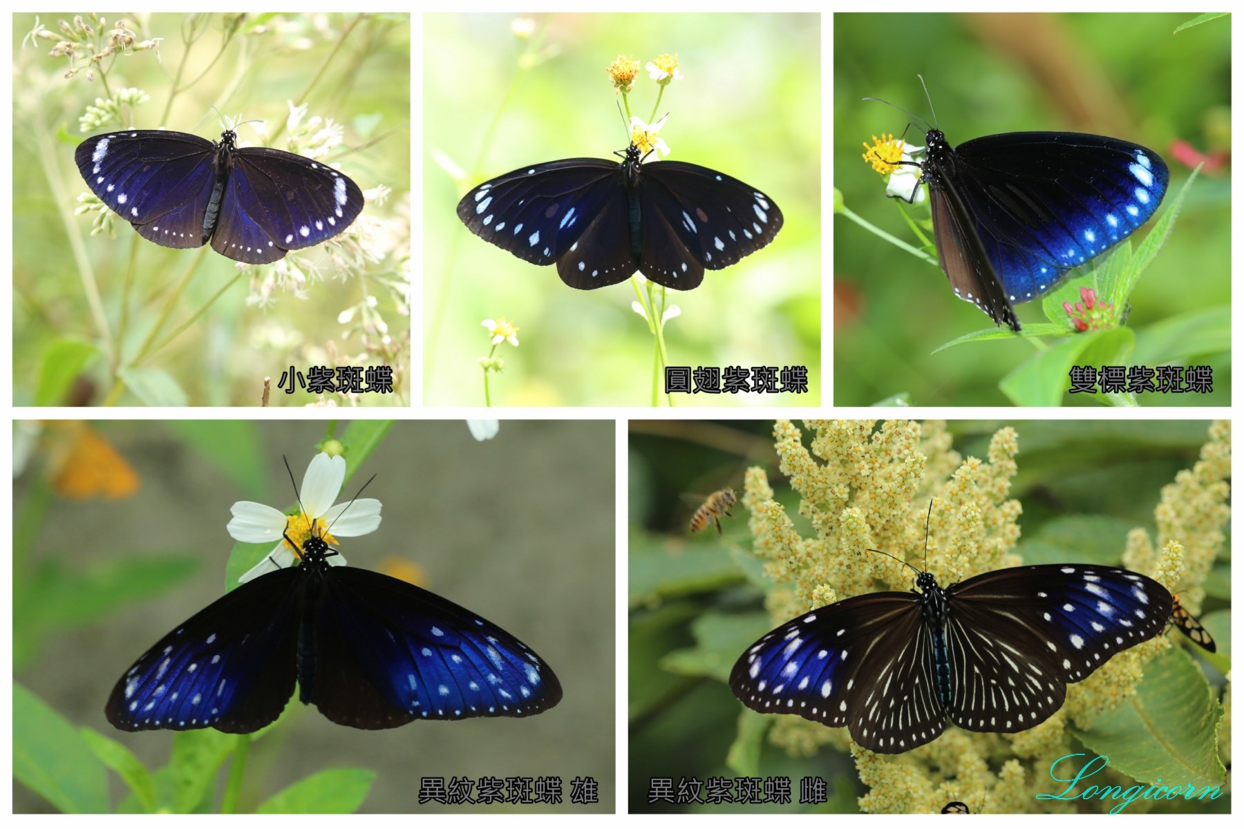 紫斑蝶_all_背.jpg
