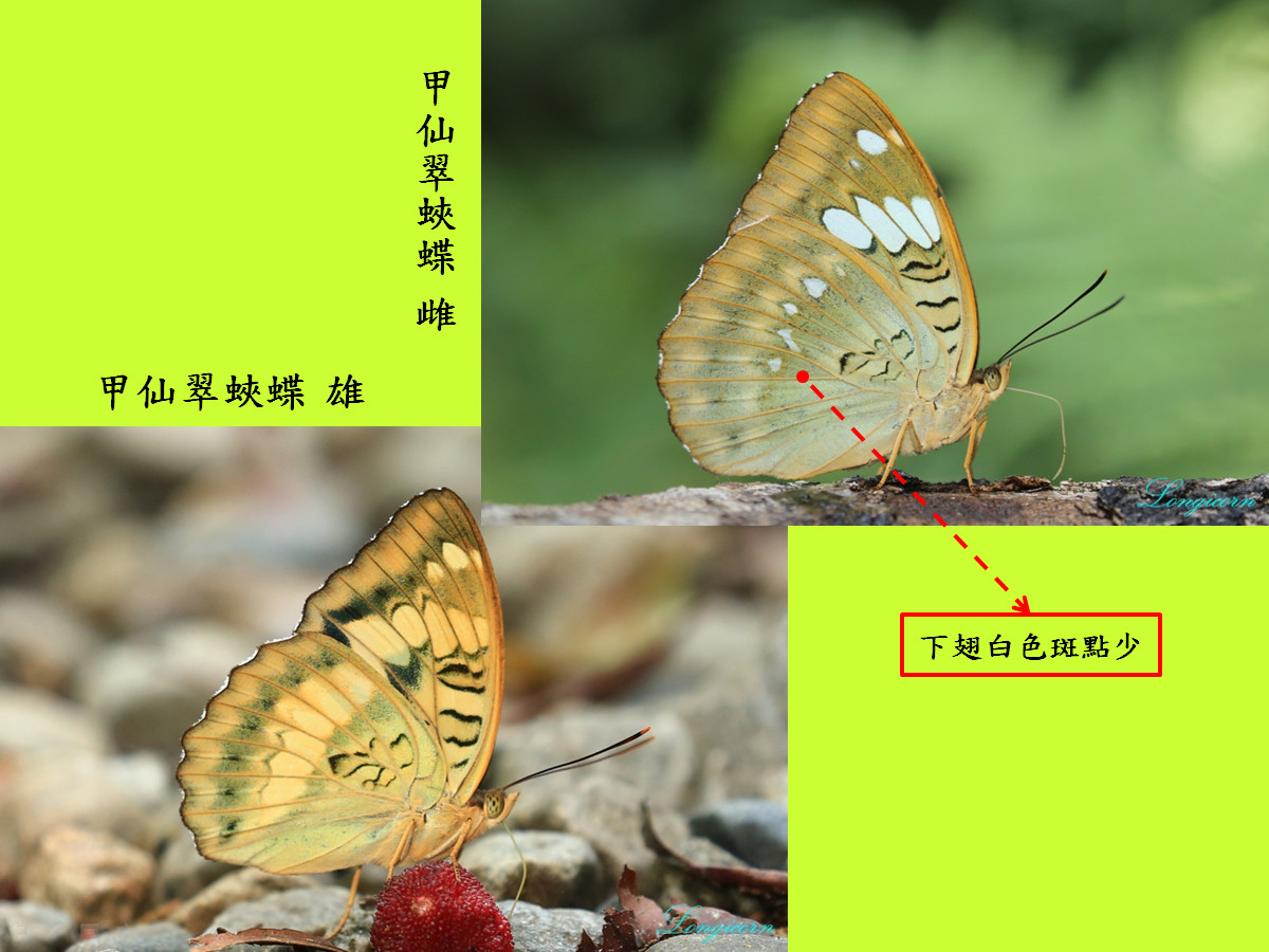 翠蛺蝶比較圖6.jpg