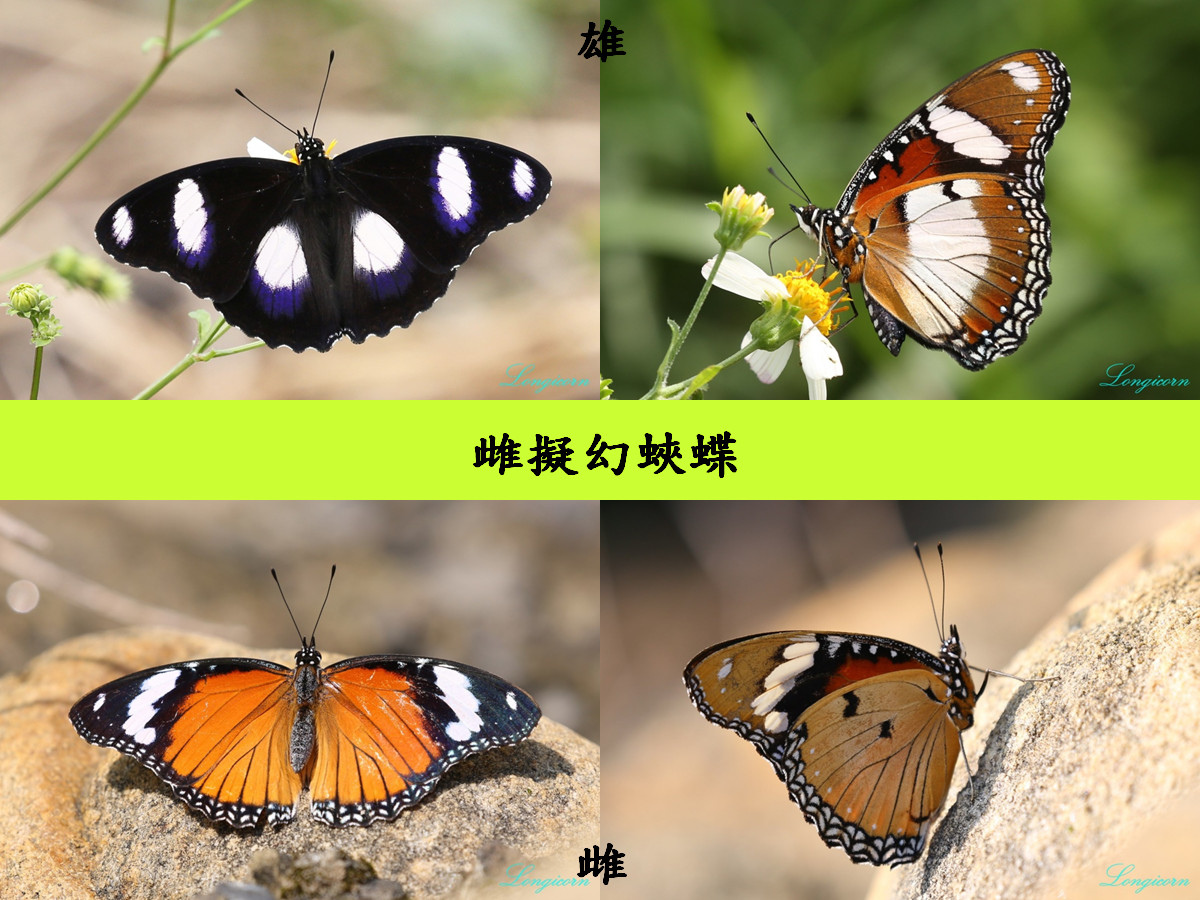 compare_雌擬幻蛺蝶.jpg