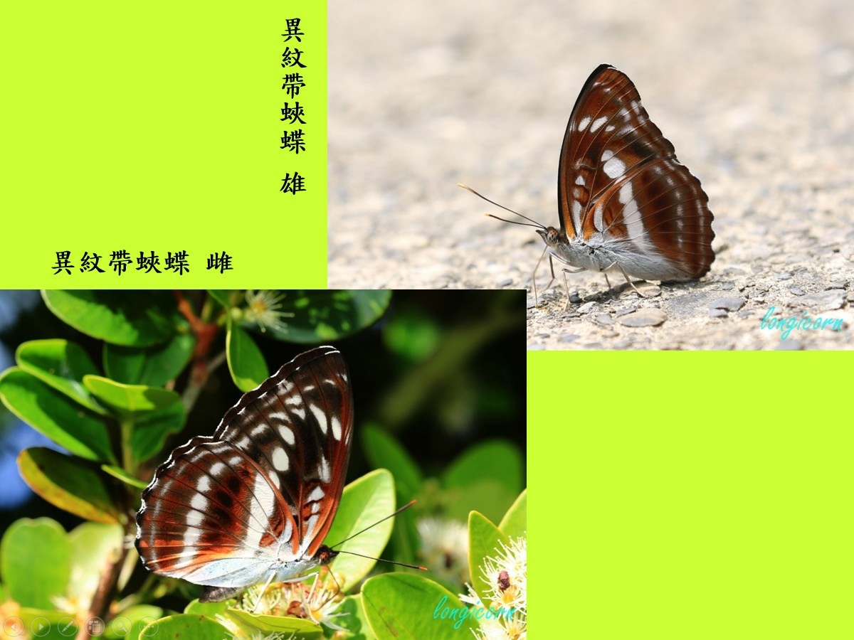異紋帶蛺蝶_雌雄.jpg