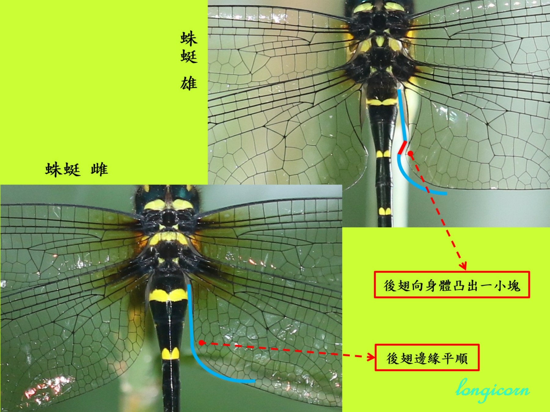 蛛蜓雌雄比較圖.jpg