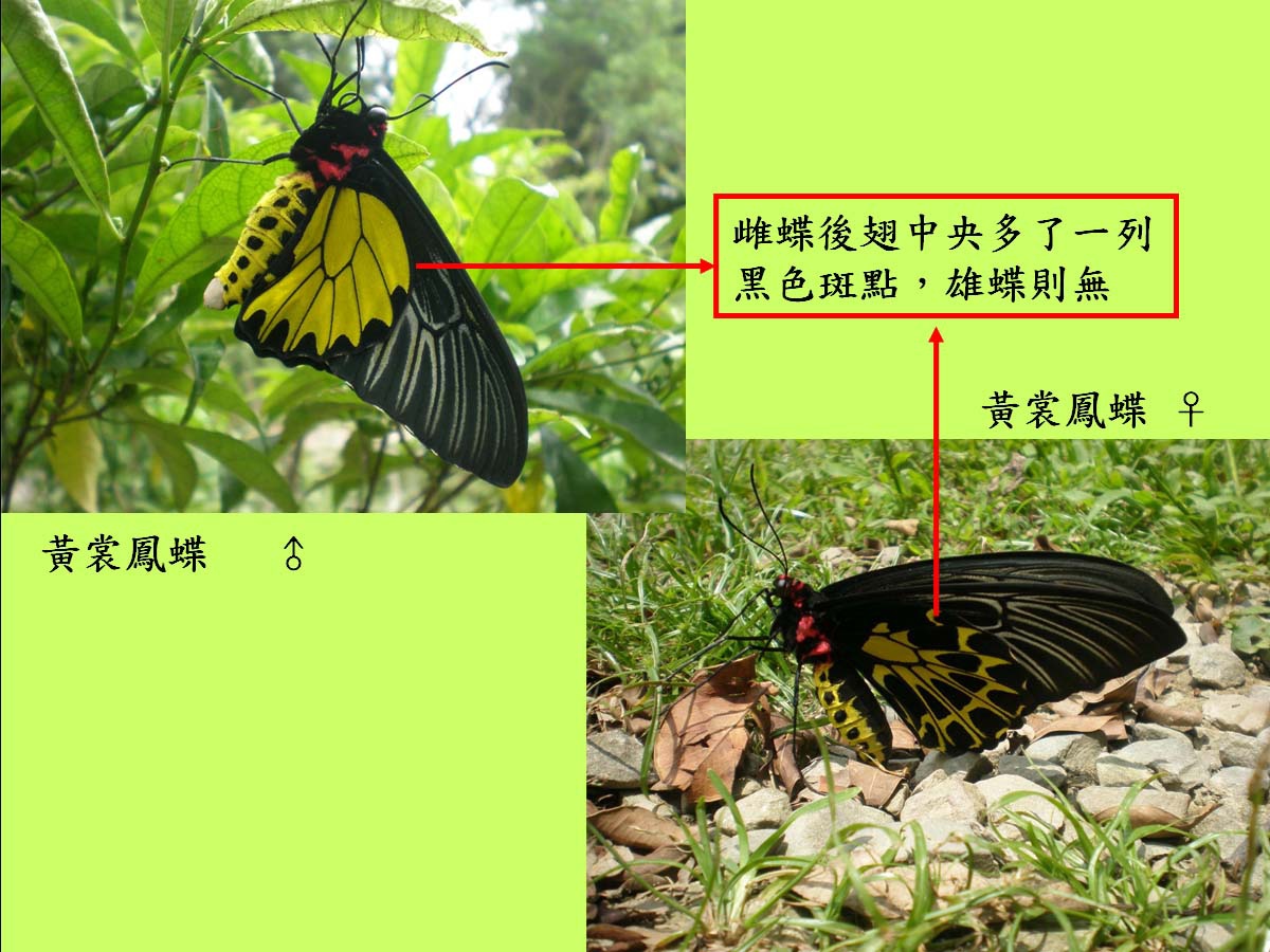 黃裳鳳蝶_雌雄.jpg 黃裳鳳蝶_雌雄.jpg