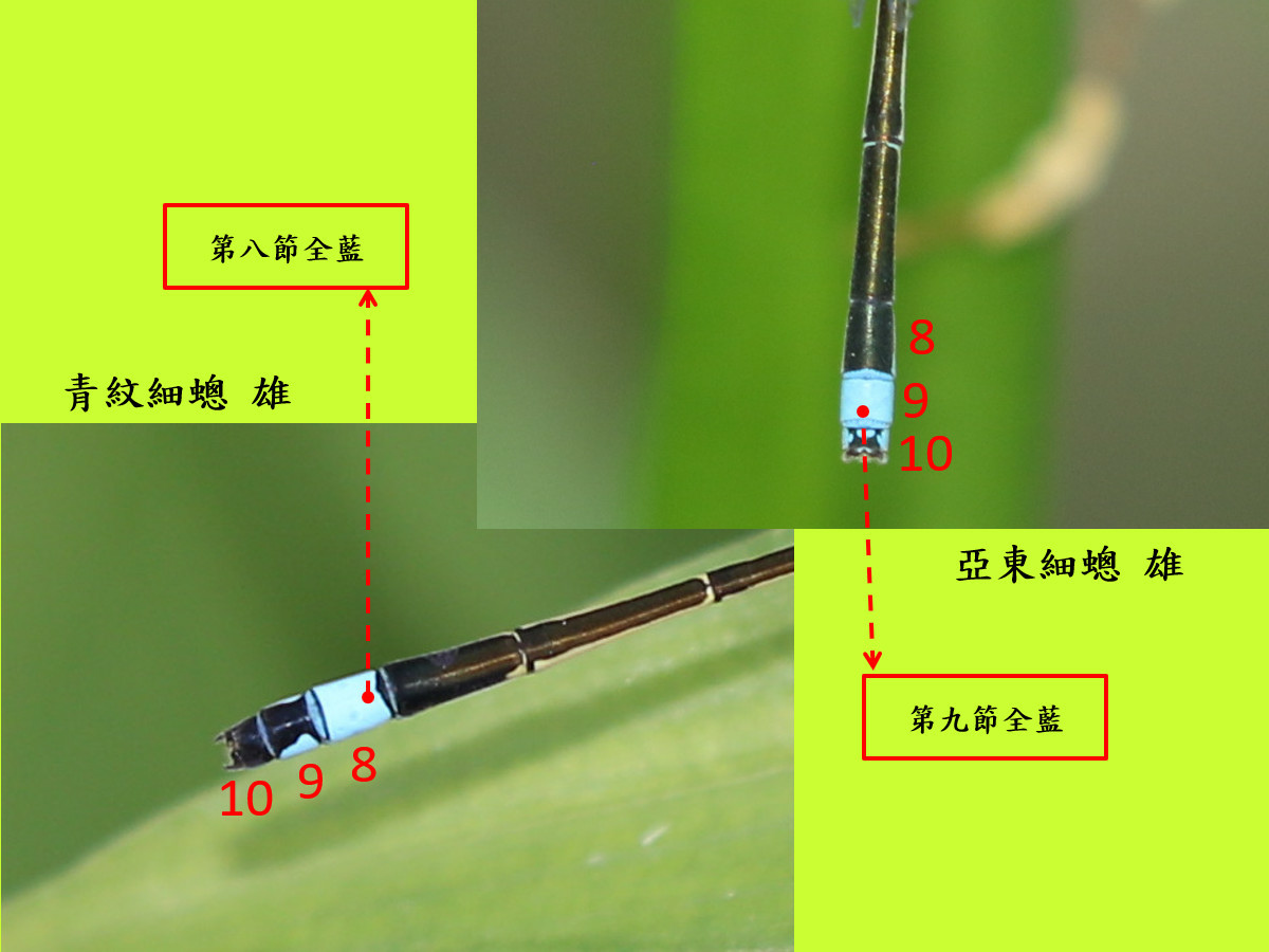 compare_亞東細蟌3.jpg