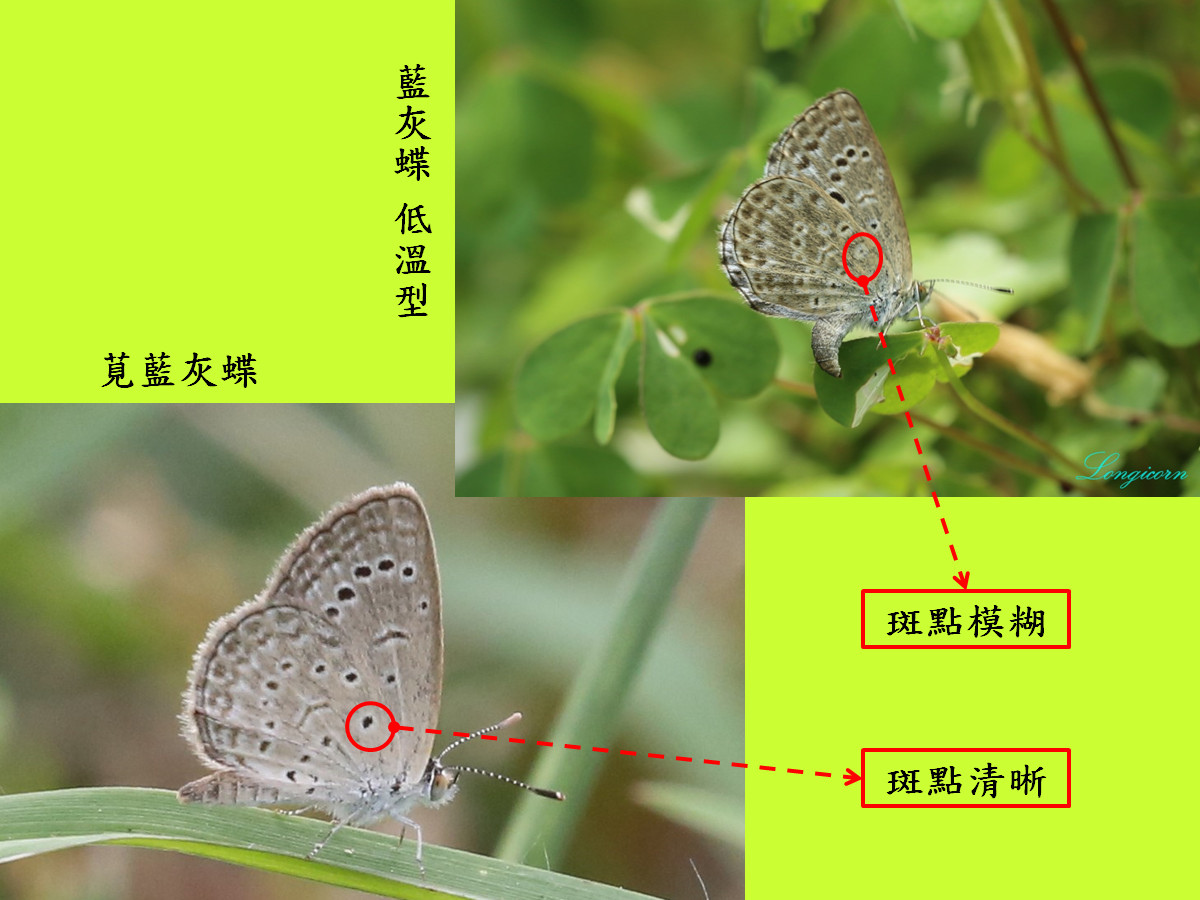 藍灰蝶比較圖5.jpg
