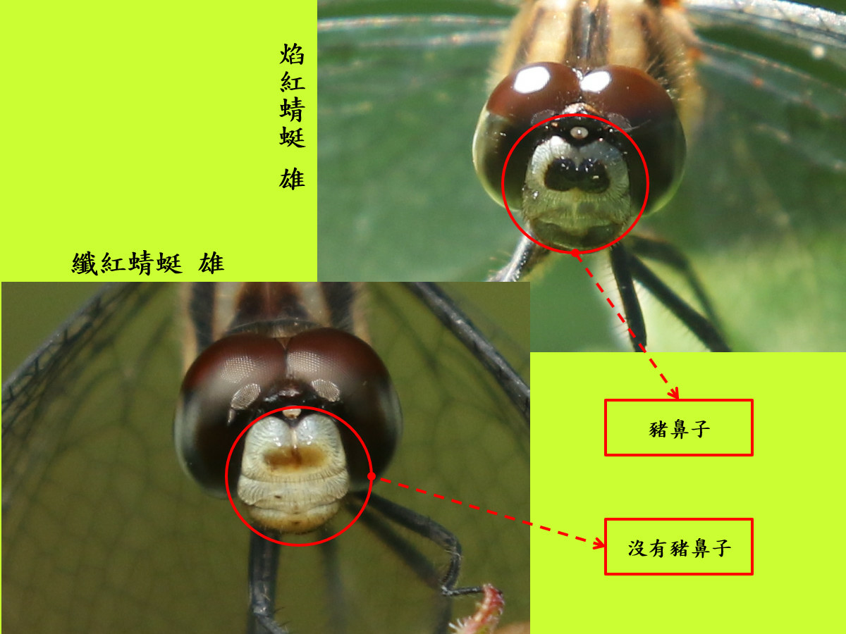 compare_纖紅蜻蜓2.jpg