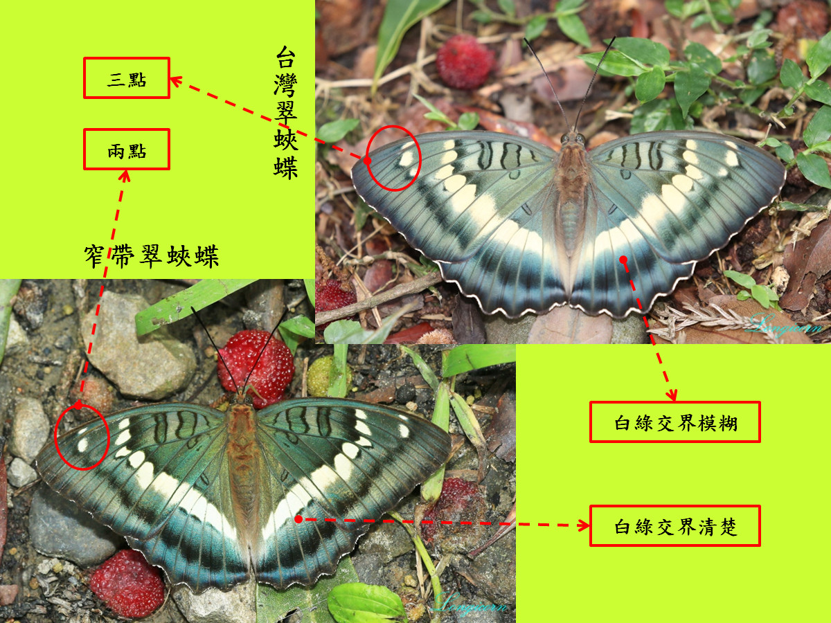 翠蛺蝶比較圖1.jpg