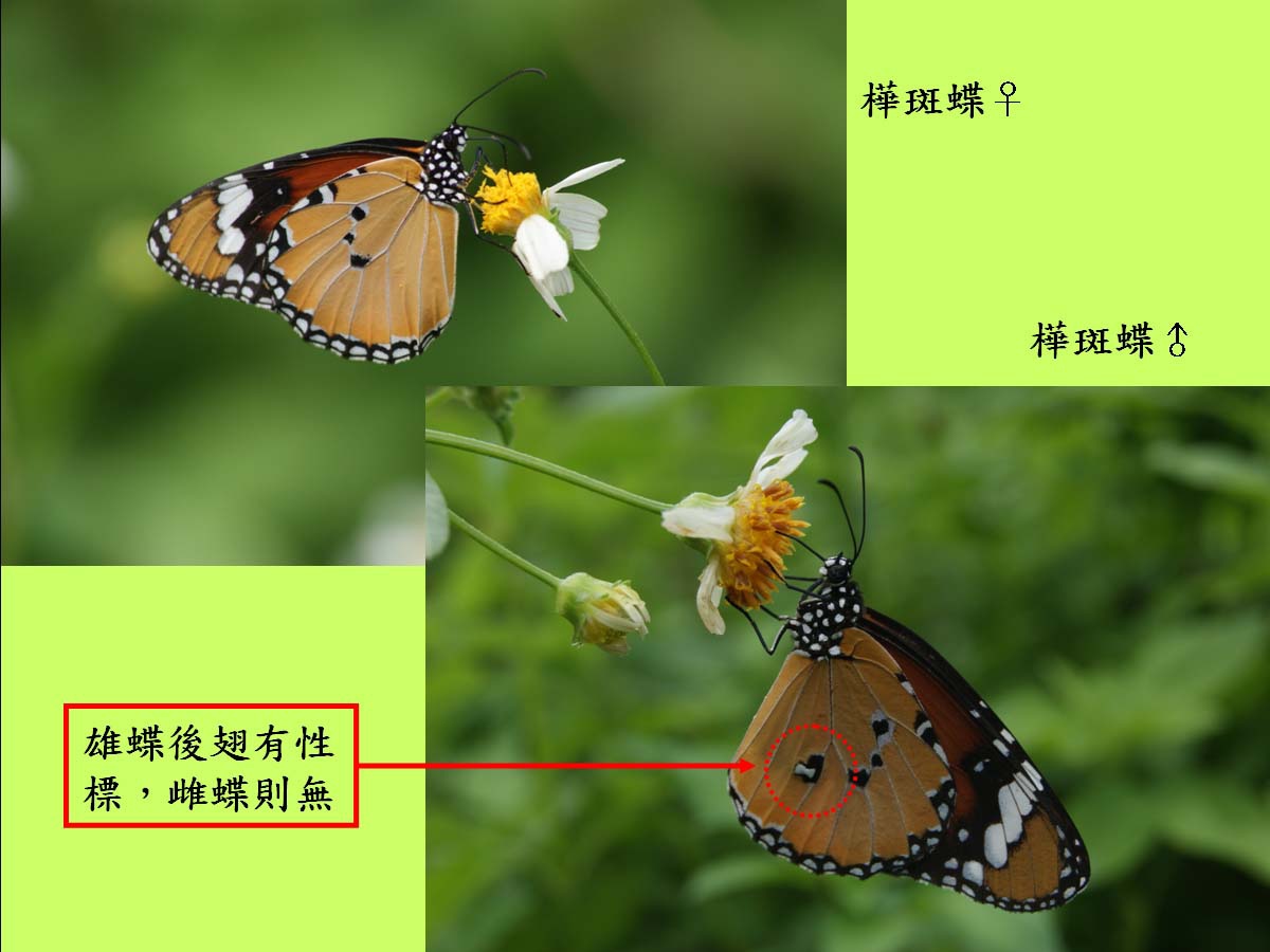 樺斑蝶_雌雄.jpg 樺斑蝶_雌雄.jpg